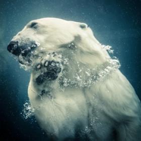 Photograph of a Polar Bear Swimming