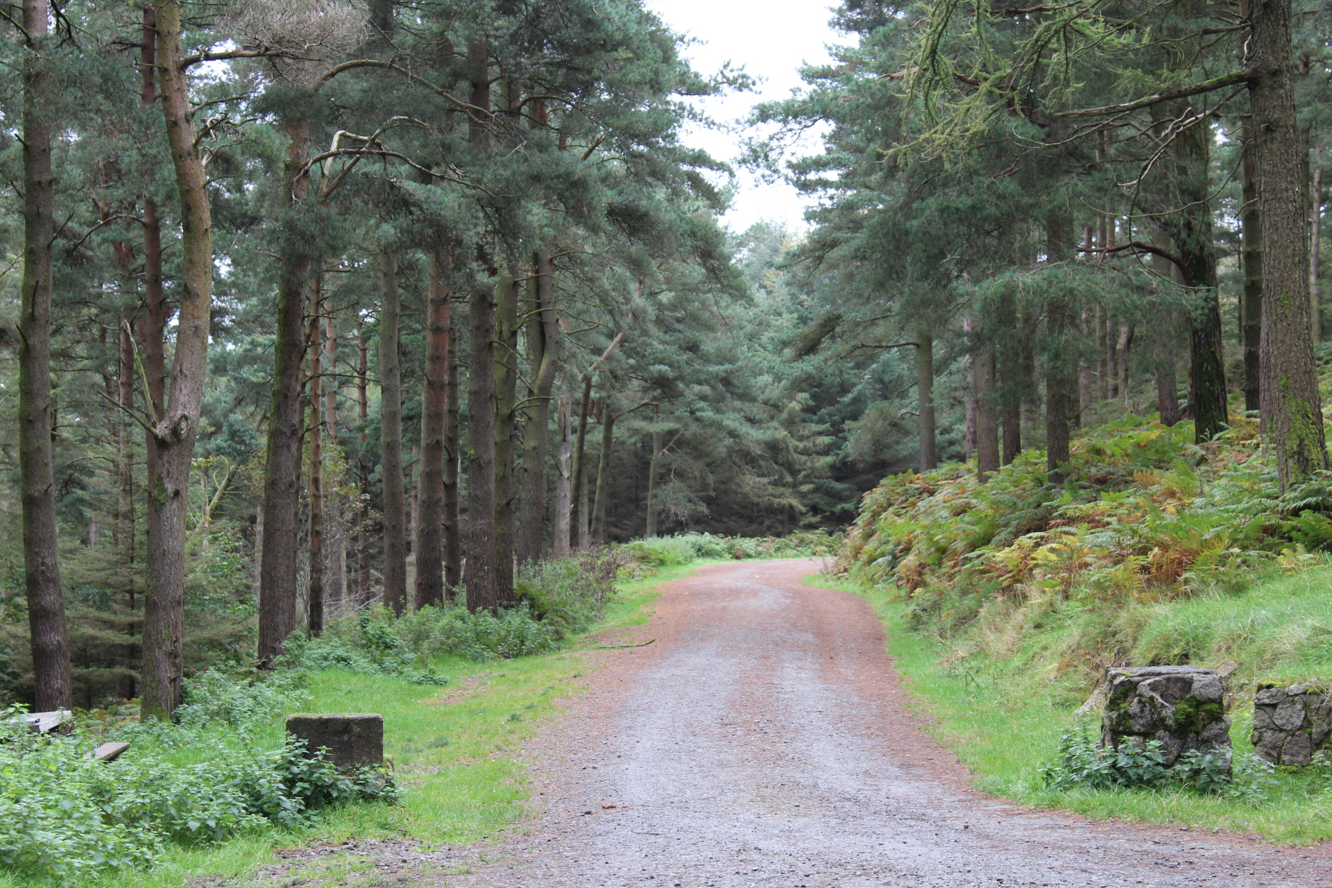 Tibradden Wood Tibradden Wood