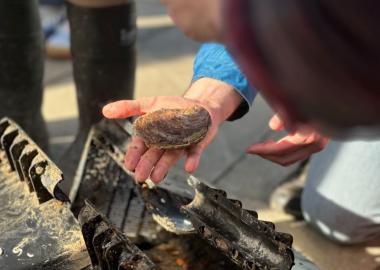 Native Oyster Restoration Field Trip at Dún Laoghaire Harbour.