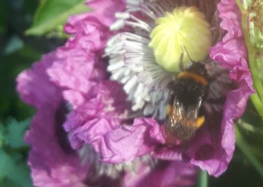 Gardening for Biodiversity with Aoife Munn