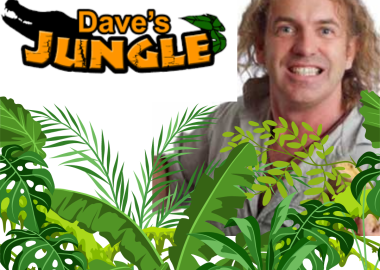 Dave’s Jungle at dlr Libraries!