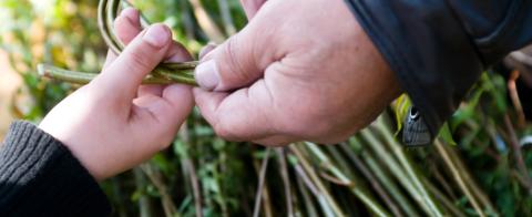 Adult hand and child hand holding willow