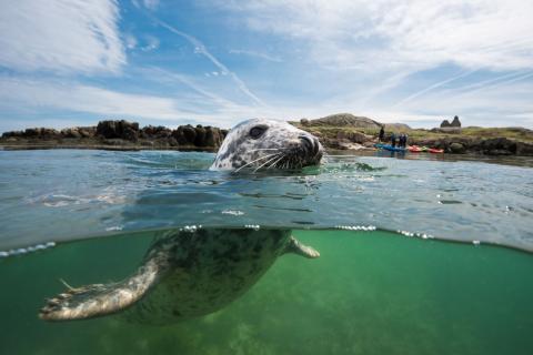 Dalkey Island Seal
