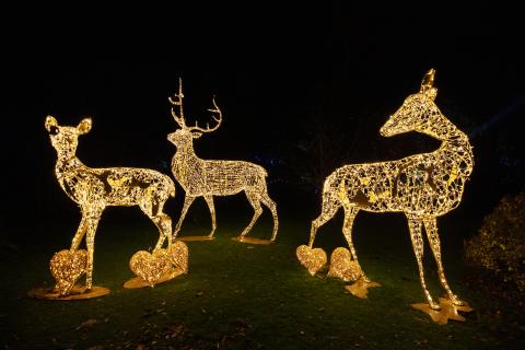 Wonderlights Marlay Park