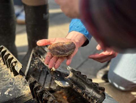 Native Oyster Restoration Field Trip at Dún Laoghaire Harbour.