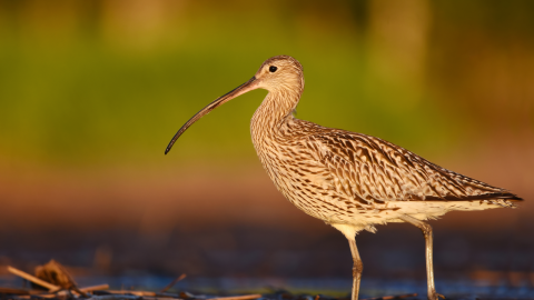 Let’s talk birds and ruffle some feathers with Anne Murray