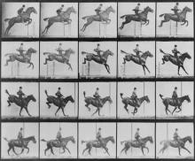 Muybridge Animals in motion