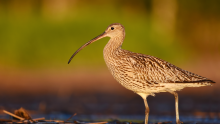 Let’s talk birds and ruffle some feathers with Anne Murray