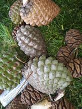 Natural Art Workshop for Biodiversity Week