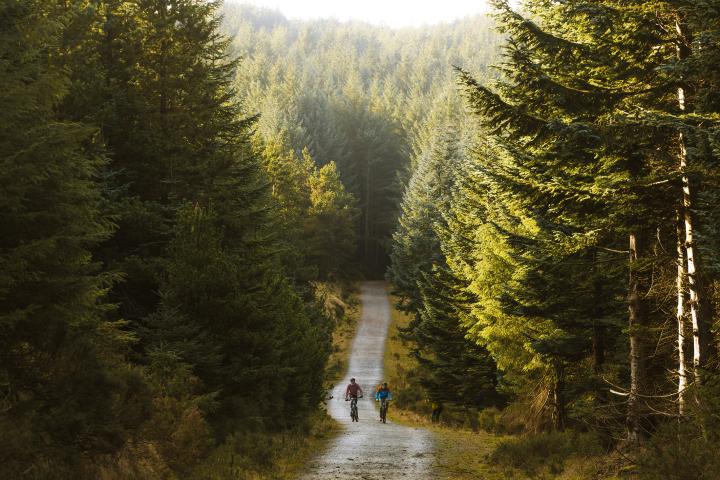 Ticknock Forest - Walking &amp; biking trails through dense forest overlooking the city of Dublin.