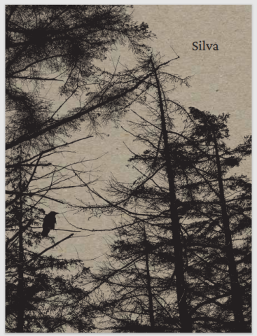 a black and white photograph printed onto light brown paper. A bird sits on a high tree branch in the bottom left of the frame surrounded by high spruce trees. The photograph is taken from the ground at a low angle looking up towards the top of the trees. The word Silva is printed in the top left right hand corner