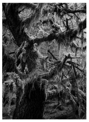 a black and white photograph with a thick tree trunk running from top to bottom of the right side of the frame. branches and foliage are shown on the branches of the tree