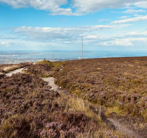photograph taken from a high point in Ticknock Forest. Purple and green heather is in the foreground, with the blue sea of Dublin Bay and blue sky with grey and white clouds in the background